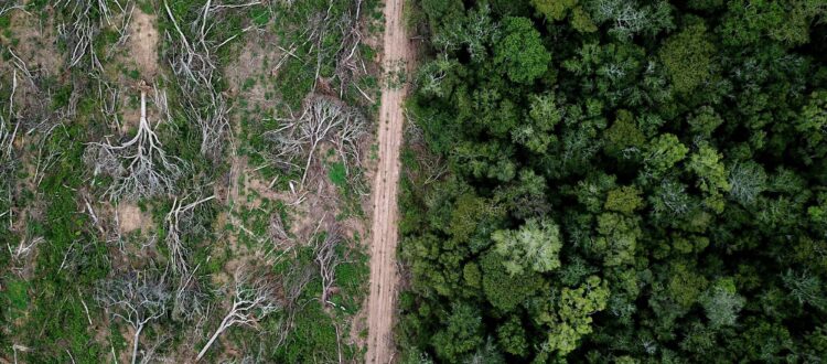 Brazil and the future of Amazonia bonds