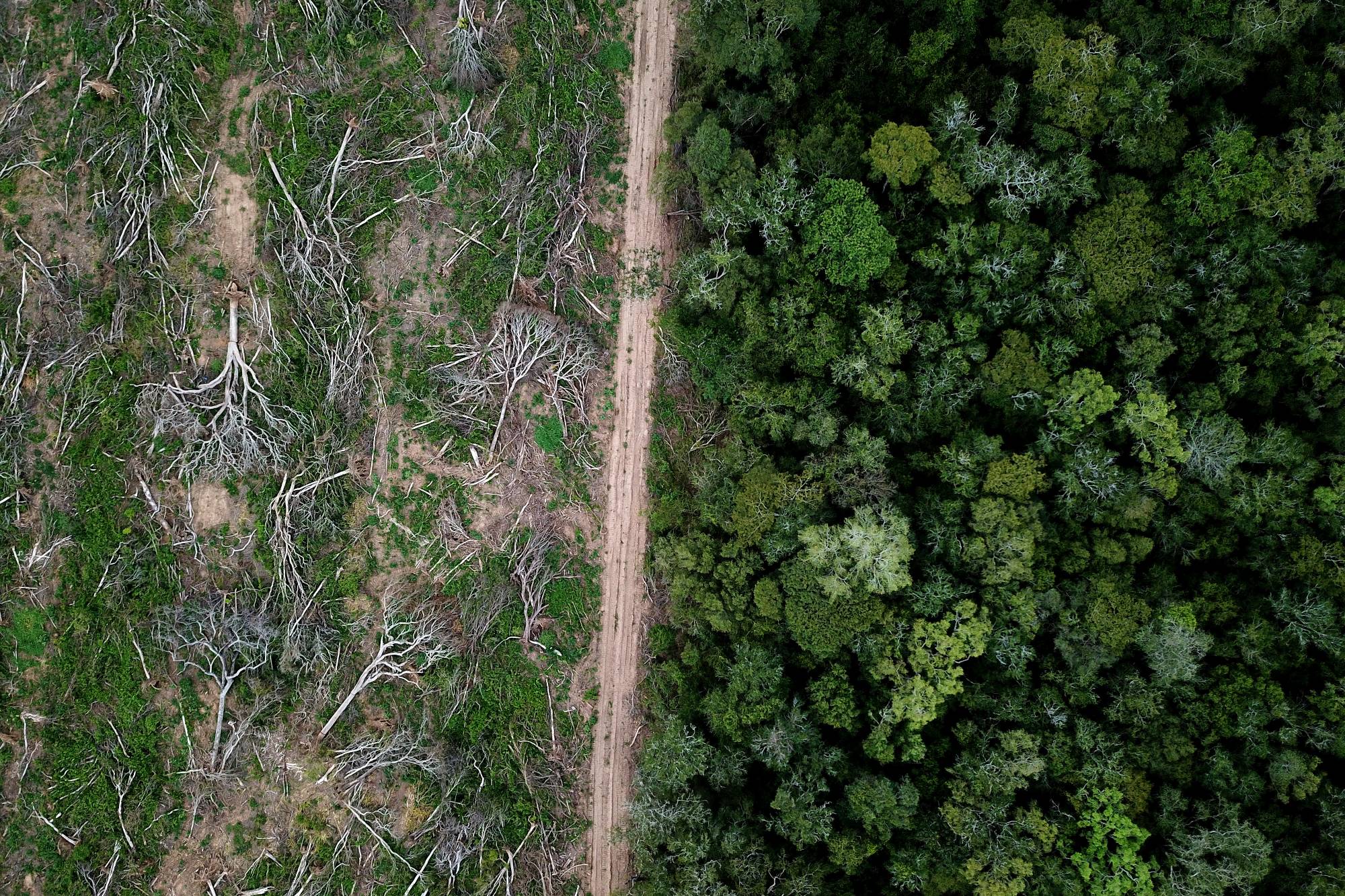 Brazil and the future of Amazonia bonds