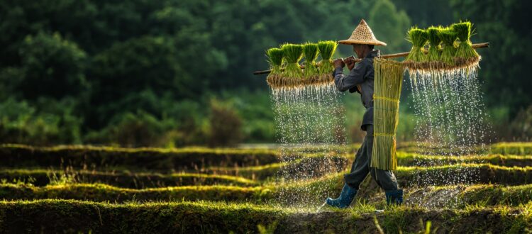 Cultivating Indonesia’s humble agriculture sector